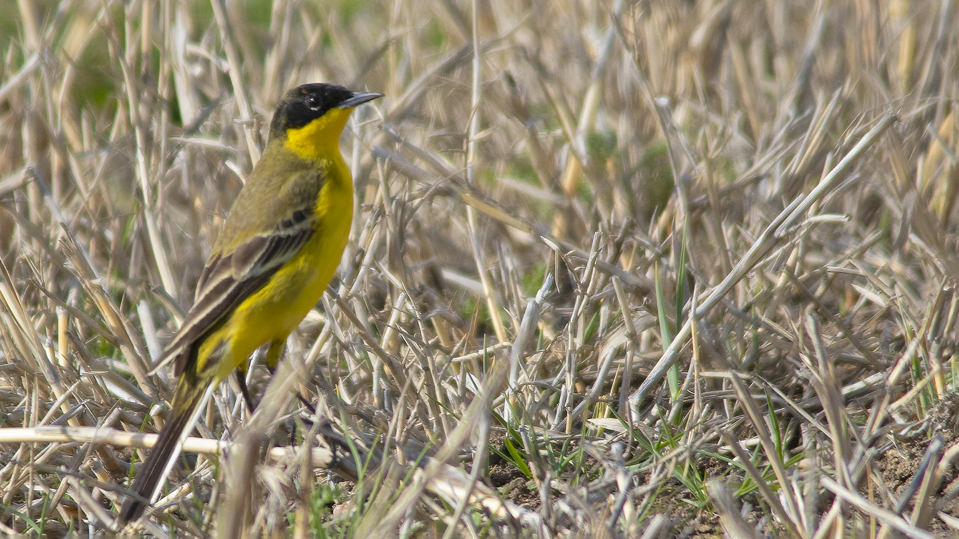 Western Yellow Wagtail